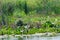 Vegetation in Danube Delta