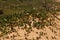 VEGETATION ON THE EDGE OF A DUNE AT THE COAST