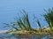 Vegetation At Edge Of Lake With Cattails Or Typha Latifolia