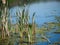 Vegetation At Edge Of Lake With Cattails Or Typha Latifolia