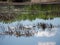 Vegetation At Edge Of Lake With Reflection