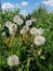 Vegetation with flowering dandelions