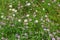 Vegetation and flowers at Beloi Viewpoint in the parkos nationale of Vikos-Aoos