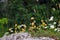 Vegetation and flowers at Beloi Viewpoint in the parkos nationale of Vikos-Aoos