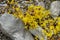 Vegetation and flowers at Beloi Viewpoint in the parkos nationale of Vikos-Aoos