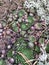 Vegetation in a forest glade. Moss, lichen and pine needles.