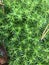 Vegetation in a forest glade. Moss, lichen and pine needles.