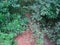 VEGETATION GROWING INTO A HIKING TRAIL IN A SOUTH AFRICAN SCENE