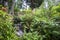 Vegetation in Jardin des Plantes garden public park in Toulouse