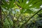 Vegetation in Jardin des Plantes garden public park in Toulouse