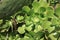 Vegetation on La Gomera - Echeveria elegans - Aeonium. Canary Islands