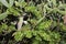 Vegetation on La Gomera - Echeveria elegans - Aeonium - and Succulent Plant. Canary Islands