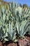 Vegetation on La Gomera â€“ Agave Americana. Canary Islands