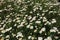 Vegetation on La Gomera â€“ Oxeye Daisy Flowerbed. Canary Islands. Spain