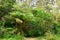 Vegetation by the Lane Cove River