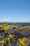 Vegetation on the lava in Hawaii