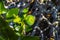 Vegetation on lava rocks, fig fruits riping on fig tree, Timanfa