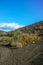 Vegetation on lava rocks, fig fruits riping on fig tree, Timanfaya national park, Lanzarote, Canary Islands, Spain