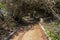 Vegetation Lined and Covered Coastal Paved Beach Walkway