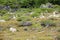 Vegetation at the Los Glaciares National Park, Argentina