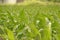 Vegetation of maize plant in a farm field. Most grown in some part of India. Used to make flour and many recipes