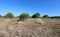 Vegetation of maquis shrubland with sand