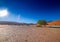 Vegetation in the Namib Desert in Sossusvlei