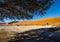 Vegetation in the Namib Desert in Sossusvlei