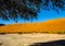 Vegetation in the Namib Desert in Sossusvlei