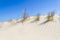 Vegetation over dunes at Torres beach