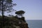 vegetation on the portuguese atlantic beach and sparse growth