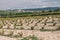 Vegetation of Provence in Luberon - Roussillon