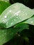 Vegetation after rain. Large raindrops.