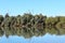 Vegetation reflected in the water of a lake