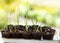 Vegetation sprout in peat pot ready for planting in vegetable garden