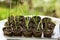 Vegetation sprout in peat pot ready for planting in vegetable garden