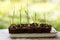 Vegetation sprout in peat pot ready for planting in vegetable garden