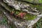 Vegetation on the stone in Yew-boxwood grove in spring in Sochi city, Russia