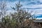 Vegetation at Tumamoc Hill, Tucson, Arizona