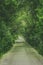 Vegetation Tunnel in Caras-Severin, Romania, Tunnel of love