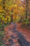 Vegetation Tunnel made out of trees and vegetation in autumn in Romania, Ravensca - Beautiful autunm landscape in forest