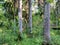 Vegetation under the canopy of a coniferous forest.