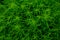 Vegetative background from green leaves and plants. Lush, natural foliage. Green vegetation background. Top view green plants.