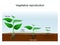 Vegetative reproduction. Plant propagation or vegetative multiplication