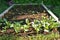 Veggetables Homestead Gardening Permaculture Rustic Farmhouse Small Farm Garden Self Sufficiency raddishes Onions Carots