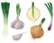 Veggies. Hand drawn vector illustration.