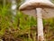 Vegitarian mushroom fungi close up