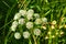 Veh poisonous Cicuta virosa - a plant, genus Vekh of Umbrella family Apiaceae. Hemlock, cats parsley, vyakha, omega