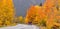 Vehicle on a curvy road with trees in beautiful fall foliage