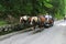 The vehicle harnessed by couple of horses is lucky people on mountain Alpine roads.